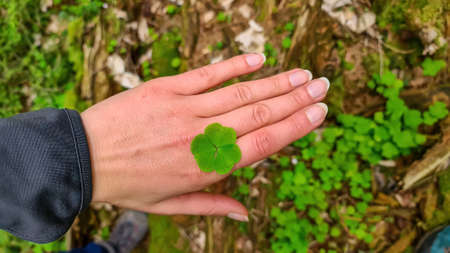 A female hand holding a wild shamrock in nature. A rare four-leaf clover in the forest. Symbol of...