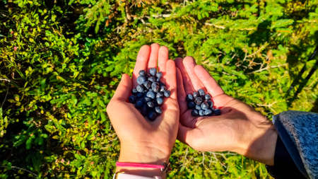 People collecting fresh blue berries while hiking in the wilderness of mountains and holding the...