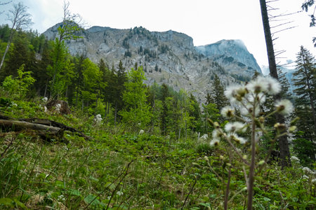 Panoramic view on the rocky mountain peaks Hochschwab Region in Upper Styria, Austria. Sharp karst rock formations in the beautiful Alps in Europe. dandelion wilderness. Concept freedom. Out of focusの写真素材