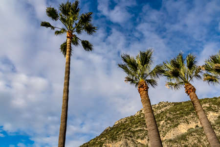 Tall palm trees reaching up a blue, slightly cloudy sky in a small village in Piano di Sorrento in Campania, Italy, Europe. Driving along the beautiful Amalfi Coast in the South of Italy.の写真素材