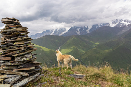 A stray dog on Chubedishi viewpoint in the mountain village Ushguli, near the Shkhara Glacier in the Greater Caucasus Mountain Range in Georgia, Svaneti Region.The white dog walks on the alpine meadowの写真素材