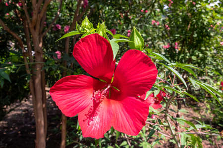 Close up view on a red Hibiscus flower. Macro photography. Botanical Garden near the Metekhi Church...