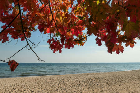 An idyllic view on a colorful trees on the beach in Gdynia, Poland, with calm Baltic Sea in the...