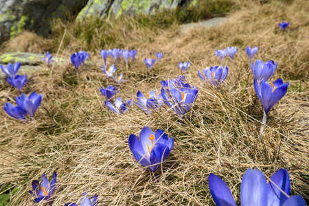 A close up view on a bunch of blossoming crocuses on an Alpine meadow in Austria. The blossoming flowers have fresh purple violett color. They are surrounded by golden grass. Spring on the meadowの写真素材