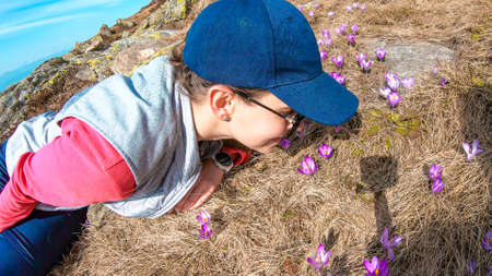 A woman lying on the golden pasture, surrounded by purple crocuses in the region of Sauofen in Austrian Alps. She is smelling the flowers. Spring on Alpine meadows. Smiling, happy womanの写真素材