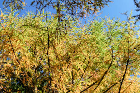 A view on colorful trees, changing for autumn on the slopes of Hochschwab in Austrian Alps. The...