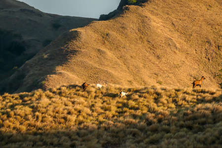 Goats roaming free on a small island in Komodo National Park, Flores, Indonesia. Golden hour over the islands and sea. The hills have many levels. Mostly barren grounds.の写真素材