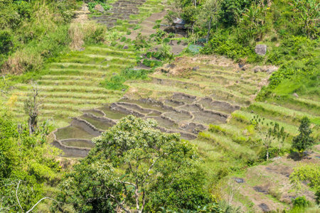 A drone shot of rice paddies located on a steep slope on Flores, Indonesia. Some of the paddies are empty, others are bustling with green. Some bushes growing in between.の写真素材