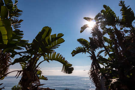 Scenic view on sunny day from the touristic paradise island Isola Bella in Taormina, Sicily, Italy, Europe, EU. Tropical exotic plants in the foreground. Dreamy seascape at Ionian Mediterranean seaの写真素材