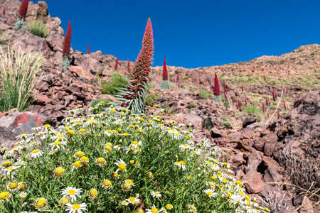 Close up view on a field of red flowers Tajinaste and white common daisies. Scenic view on volcano Pico del Teide, Mount El Teide National Park, Tenerife, Canary Islands, Spain, Europe. Hiking trailの写真素材