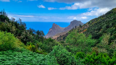 Focused close up view on fern plants. Blurred view on Roque de las Animas crag  in the Anaga mountain range, north coast of Tenerife, Canary Islands, Spain, Europe. Hiking trail from Afur to Tagananaの写真素材