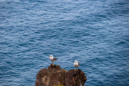 Two seagulls on rock with panoramic view on Atlantic Ocean coastline near Anaga mountain range on Tenerife, Canary Islands, Spain, Europe. Sea view. Bird watching. Hiking trail from Afur to Tagananaの写真素材