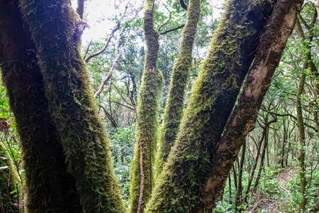Hiking trail through enchanted ancient laurel dense sub tropical forest in the Anaga mountain range...