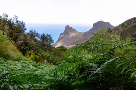 Focused close up view on fern plants. Blurred view on Roque de las Animas crag  in the Anaga mountain range, north coast of Tenerife, Canary Islands, Spain, Europe. Hiking trail from Afur to Tagananaの写真素材