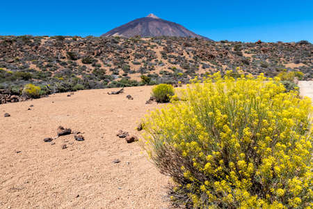 Yellow flixweed with scenic view on volcano Pico del Teide and Montana Blanca, Mount El Teide National Park, Tenerife, Canary Islands, Spain, Europe. Hiking trail to La Fortaleza from El Portilloの写真素材