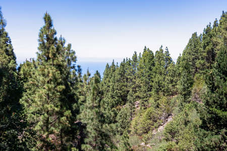 Panoramic view on massive Canarian pine tree forest seen from Riscos de la Fortaleza, Mount El Teide...