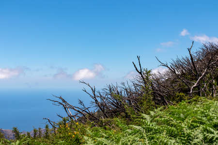 Barren tree branch with blue background. Clear sky on a sunny summer day seen from the laurel forest near Roque de Agando on La Gomera, Canary Islands, Spain, Europe. Burned tree partの写真素材