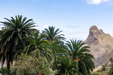 Large tropical palm trees with a panoramic view on Roque de las Animas crag and Roque en Medio in the Anaga mountain range, Tenerife, Canary Islands, Spain, Europe. Hiking trail from Afur to Tagananaの写真素材