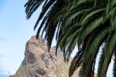 Large tropical palm tree branch with scenic view on Roque de las Animas crag and Roque en Medio in...