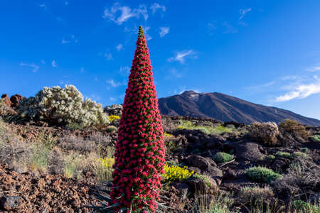 Field of various colourful flowers (Tajinaste, Descurainia bourgaeana, Cytisus multiflorus). Scenic view on volcano Pico del Teide, Mount Teide National Park, Tenerife, Canary Islands, Spain, Europeの写真素材