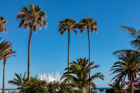 High tropical exotic palm trees standing in front of the water park Lago Martianez in tourist town Puerto de la Cruz, Tenerife, Canary Islands, Spain, Europe. Big water fountain can be seen. Clear skyの写真素材