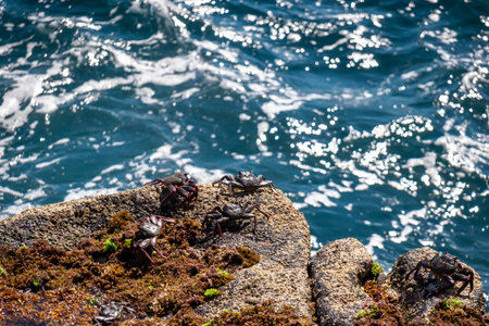 Close up view on a group of crabs crawling on a rock at the coastline near the tourist town Puerto...