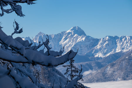 Scenic view of mountain peak Jof di Fuart (Vis) in Julian Alps seen from Kobesnock near Bad Bleiberg, Carinthia, Austria, Europe. Heavy snow covered hanging tree branch in winter wonderland foregroundの写真素材