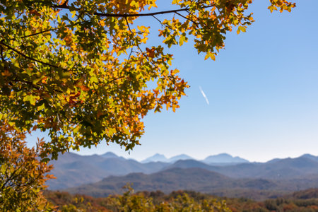 Panoramic view of the mountain chains of the Dinaric Alps seen from Goli Vrh near Budva, Montenegro, Balkan, Europe. Valley is covered with golden coloured forest on sunny day in autumn. Hiking trailの写真素材