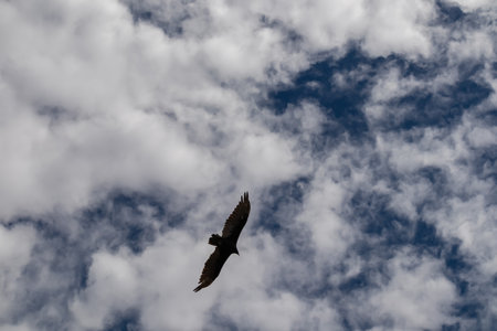 California Condor (Gymnogyps californianus) flying over South Rim of Grand Canyon National Park,...