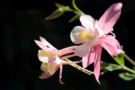 Aquilegia flower isolated on a black backgroundの写真素材