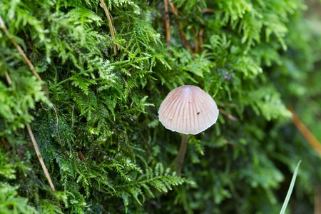 Fungus close-up  growing outdoors uncultivated in autumn