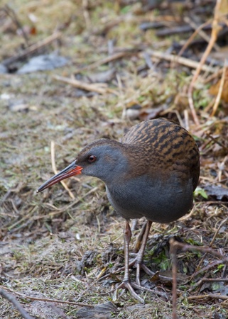Water rail (Rallus aquaticus) bird close upの写真素材