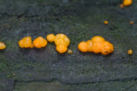 Coral spot fungus growing uncultivated close upの写真素材