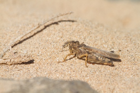 Grasshopper (Orthoptera) resting on a gravel beachの写真素材