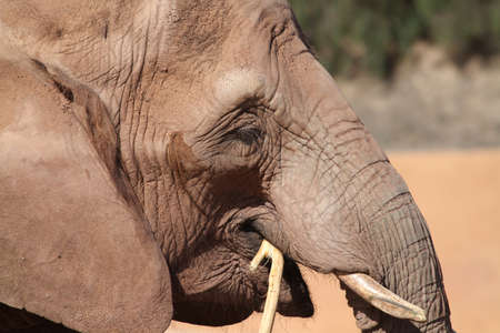 Elephant  close up of this big beautiful animalの写真素材