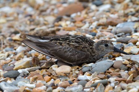 Dunlin (Calidris alpina) laying dowm on a gravel beachの写真素材