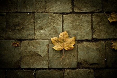 Autumn Colors dead leafs on the floorの写真素材