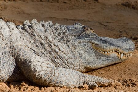 Crocodile A Large Reptile living in Australiaの写真素材