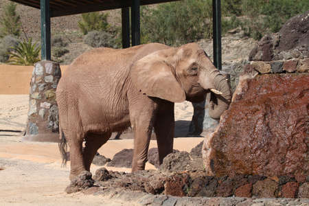 Elephant  close up of this big beautiful animalの写真素材