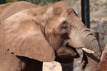 Elephant  close up of this big beautiful animalの写真素材