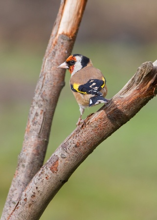 Goldfinch perched on a branch in the wildの写真素材