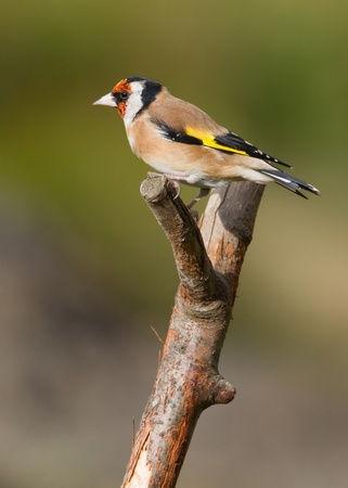 Goldfinch perched on a branch in the wildの写真素材