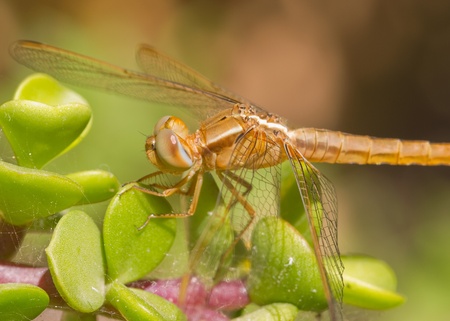 Dragonfly closeup on a plant in the wildの写真素材