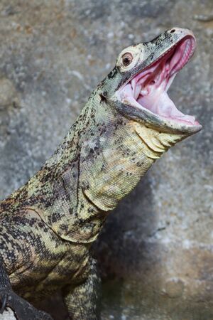 close up of a reptile with mouth openの写真素材