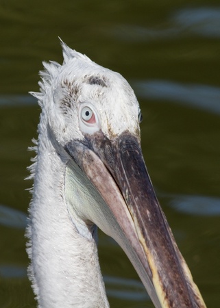 Pelican on the water close up Large white birdの写真素材