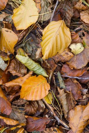 Autumn Colors dead leafs on the forest floorの写真素材