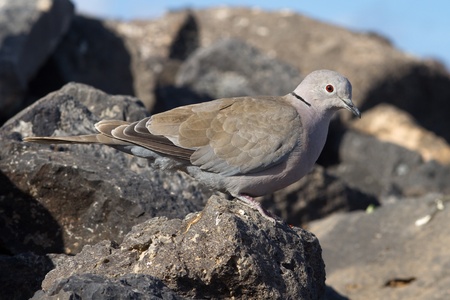 Collard Dove (Streptopelia decaocta) from the canary islandsの写真素材