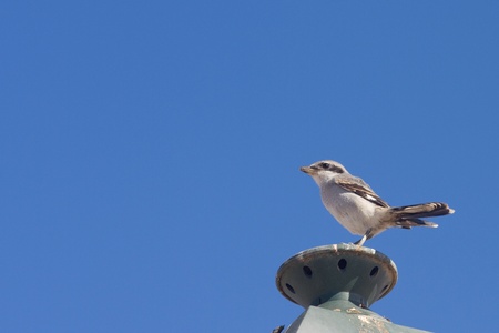 Southern Grey Shrike (Lanius excubitor koenigi) perchedの写真素材