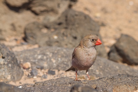Trumpeter Finch (Budanetes githagineus amantum) from Fuerteventuraの写真素材