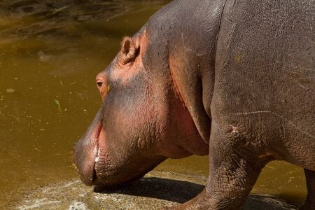 Hippopotamus from africa in the wild terrainの写真素材
